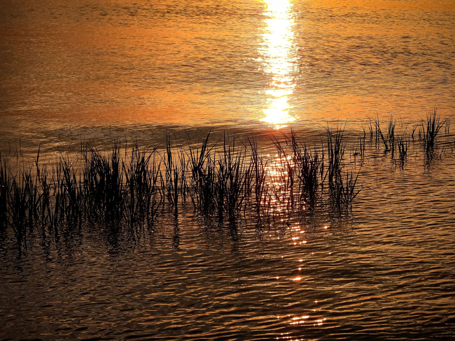Sunlight creates golden reflections on water through silhouetted marsh grass at dusk.
