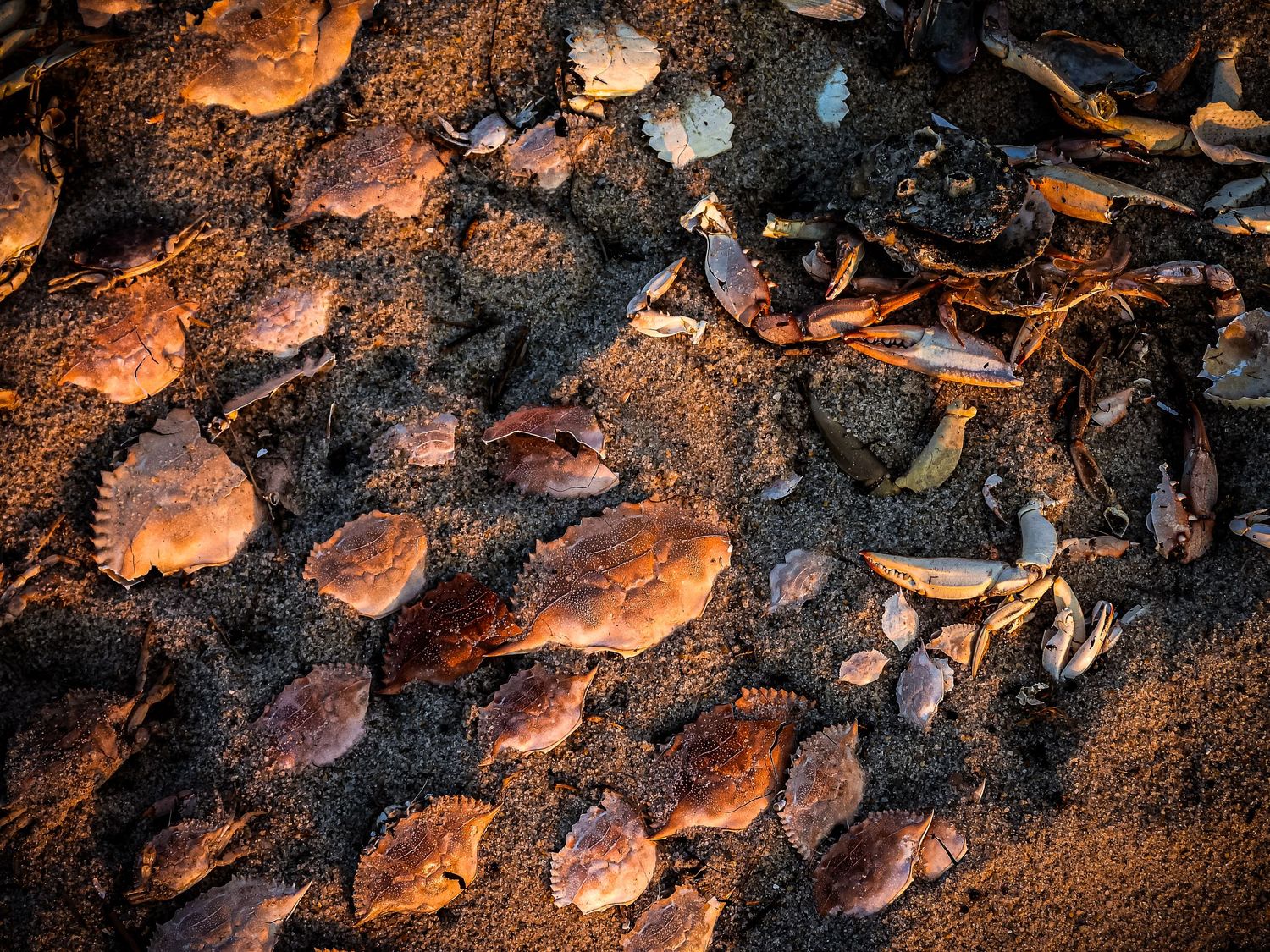Close-up of wet stones and pebbles on sand with warm lighting.