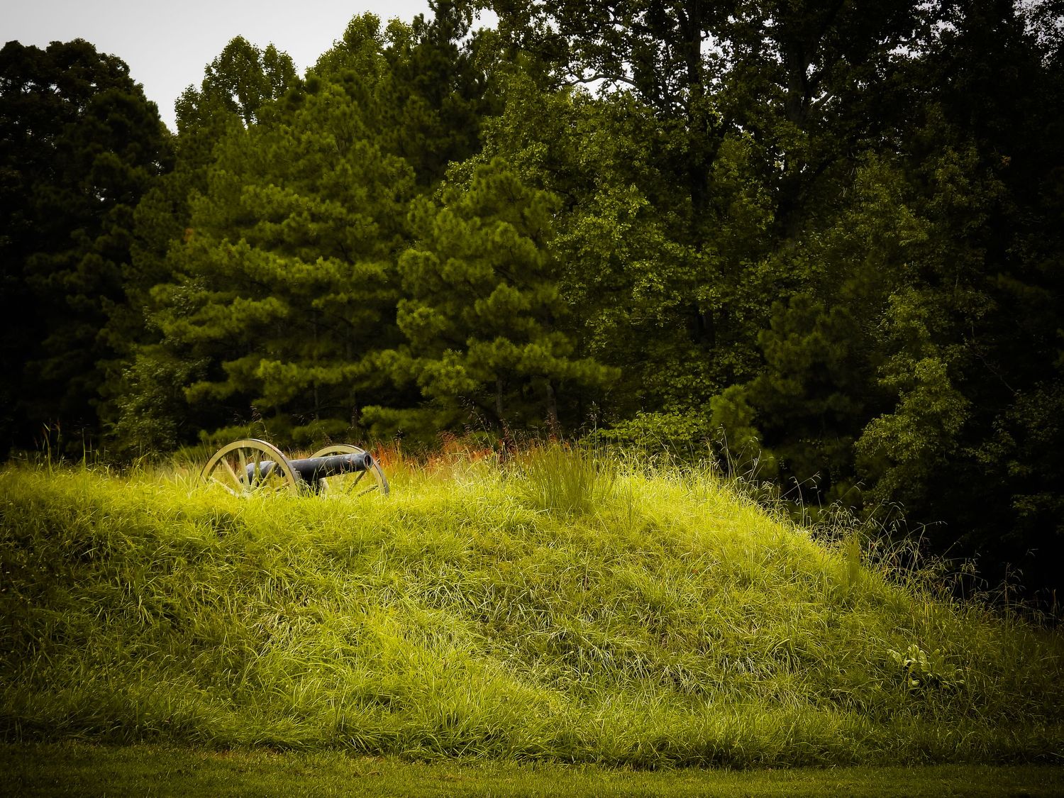 Abandoned vintage car partially hidden in tall grass on a hillside surrounded by pine trees.