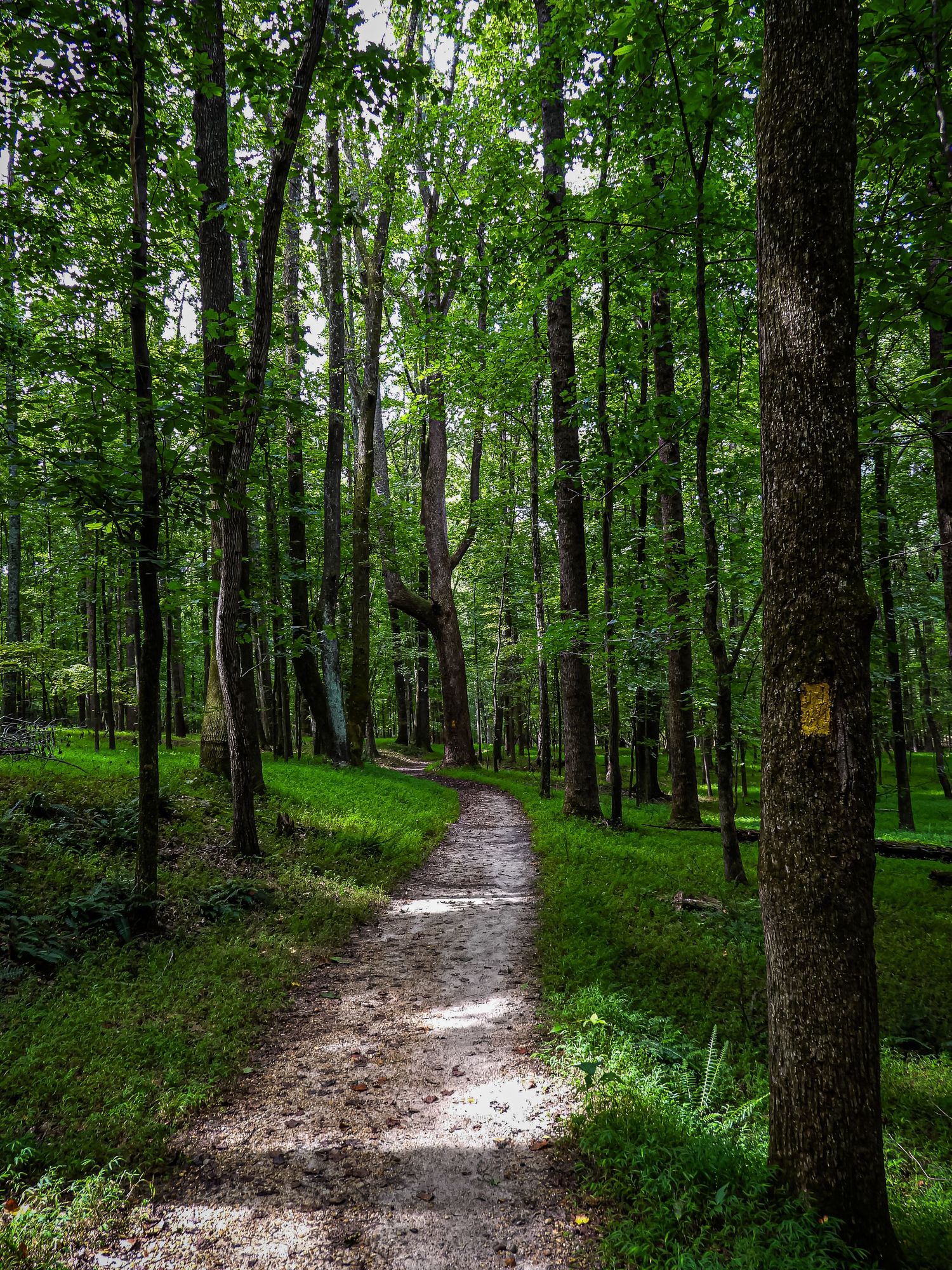 Winding dirt trail through a lush green forest with sunlight filtering through the trees.