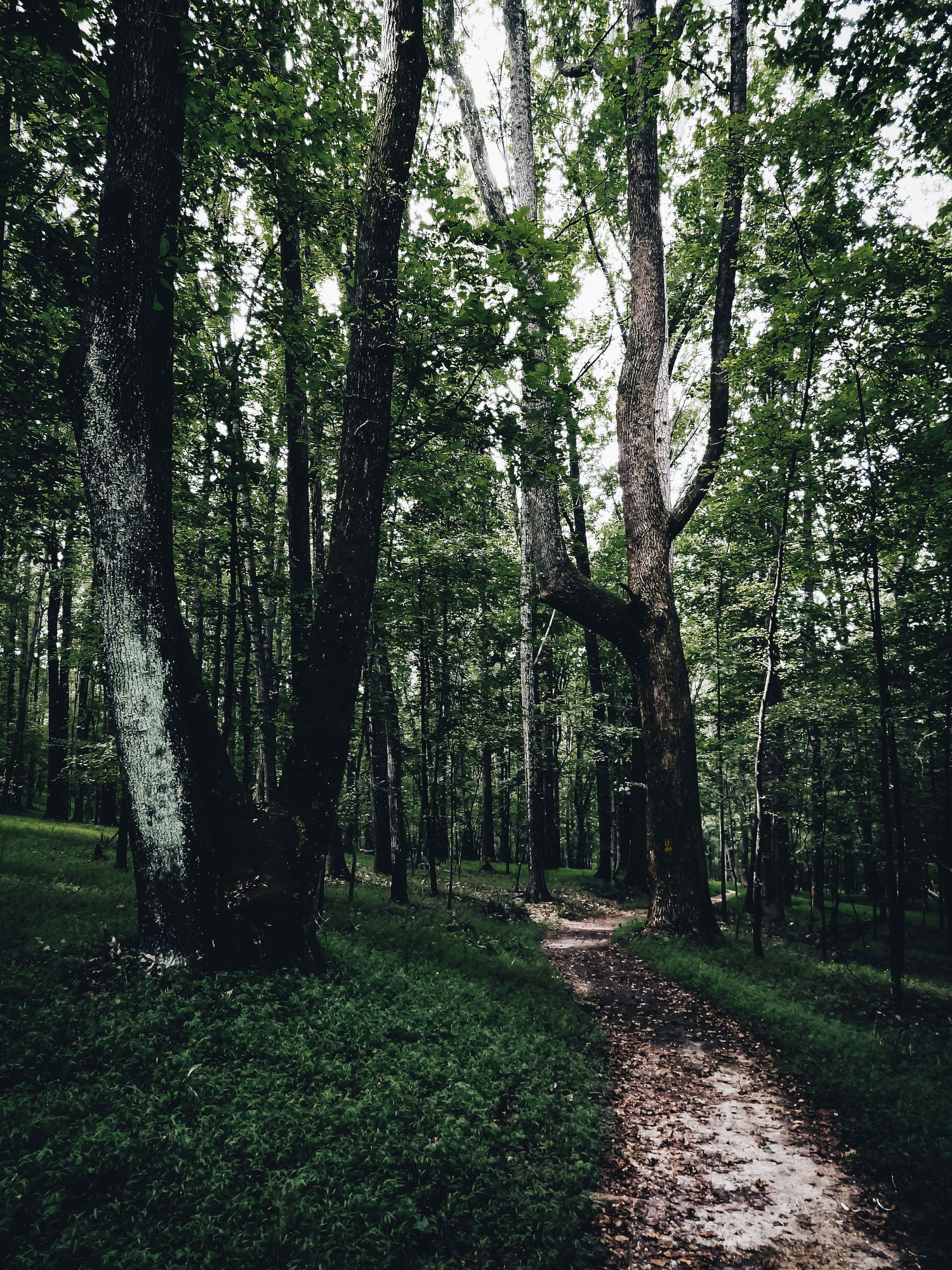 Narrow forest path winding between tall trees in a misty woodland setting.
