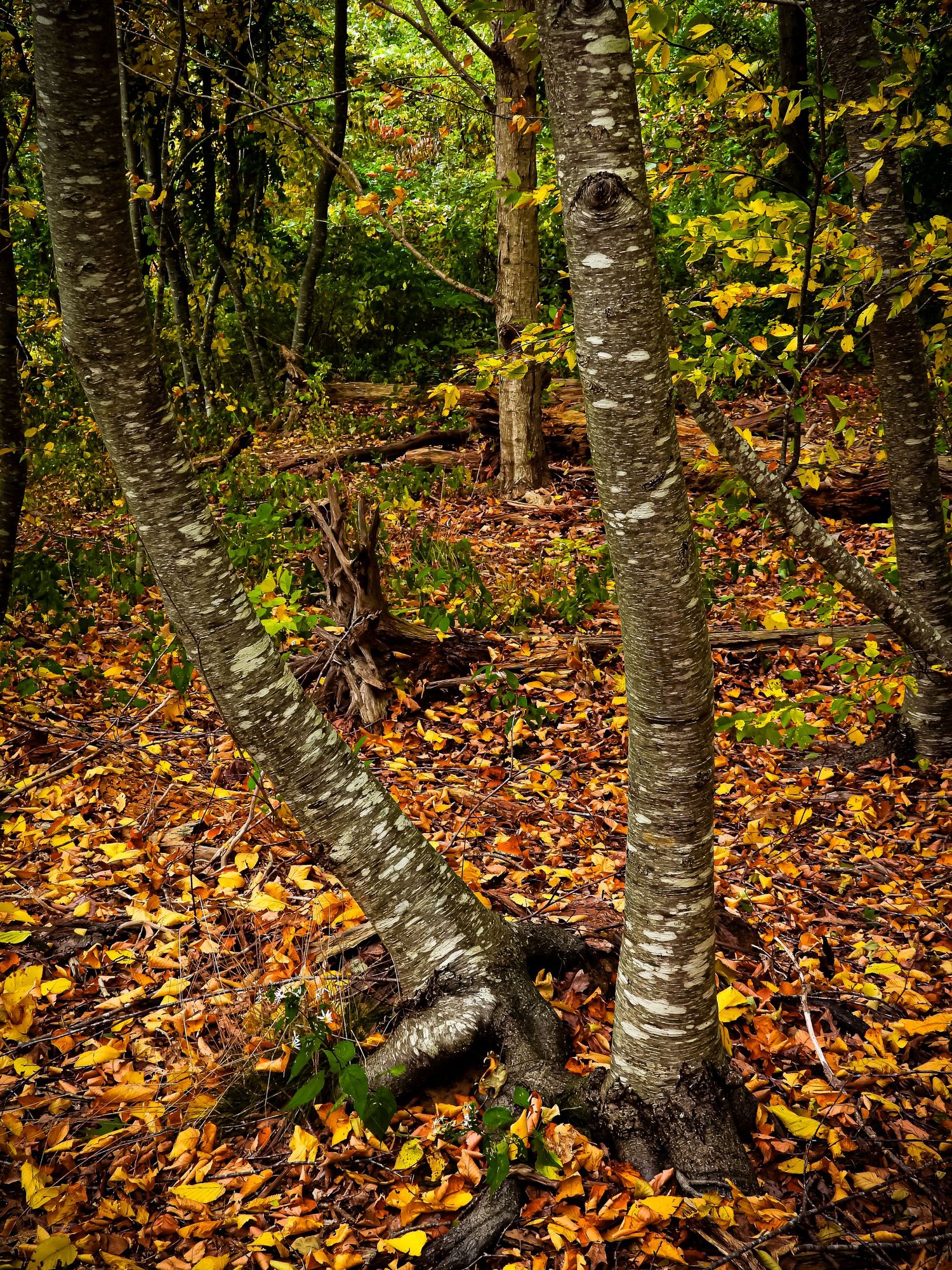 Autumn forest scene with birch trees and fallen yellow leaves covering the ground.