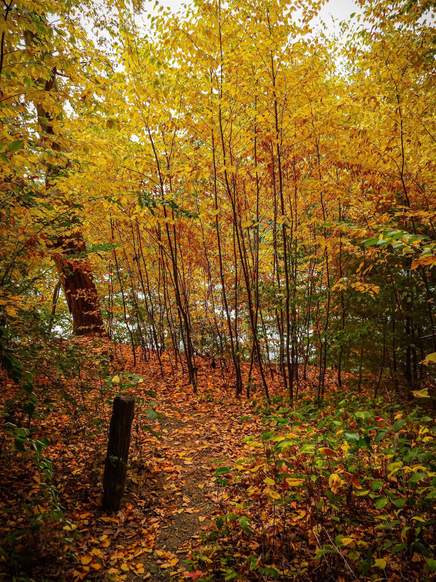 Forest path covered in golden fall foliage with tall trees creating natural tunnel.