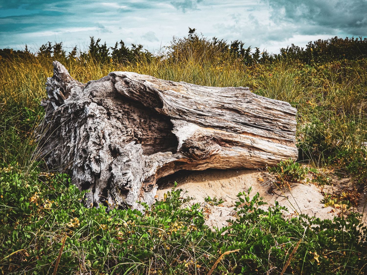Weathered driftwood log lies in field of tall grass under dramatic sky.