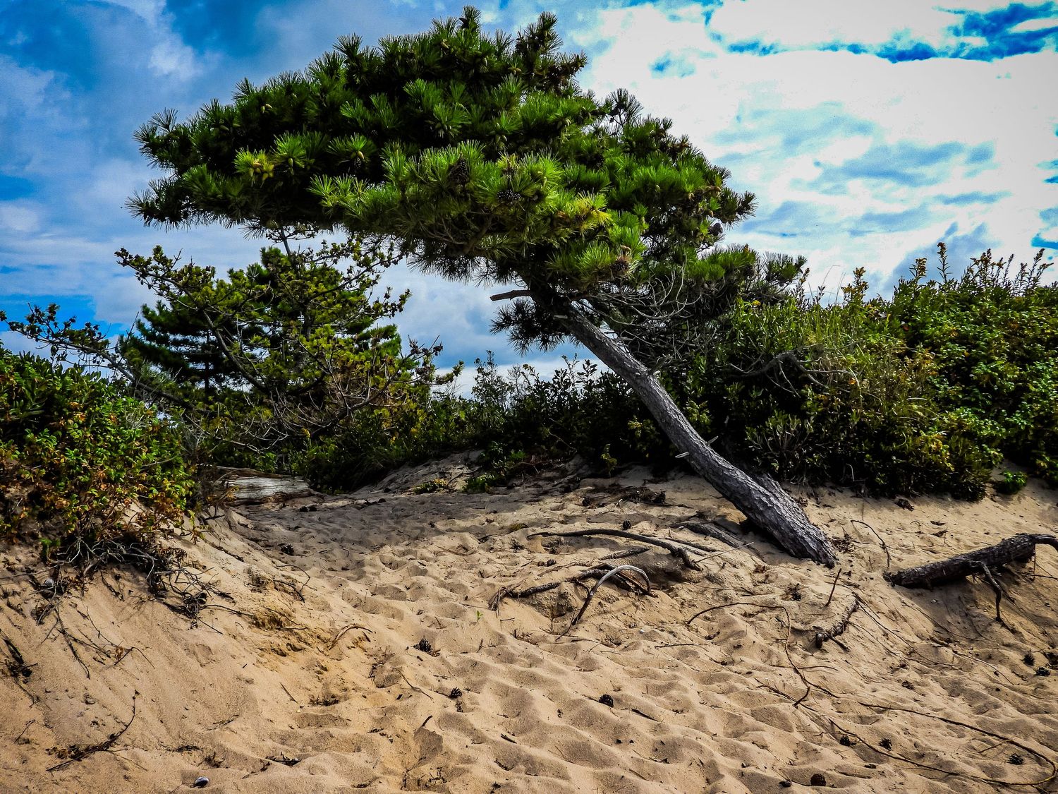 Wind-swept pine tree growing sideways on sandy dunes with blue sky backdrop.