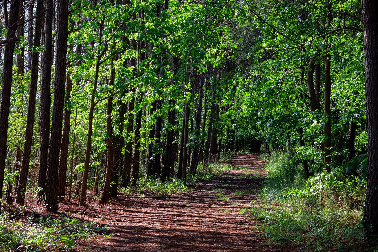 Sunlit forest path winding through tall pine trees with dappled light.
