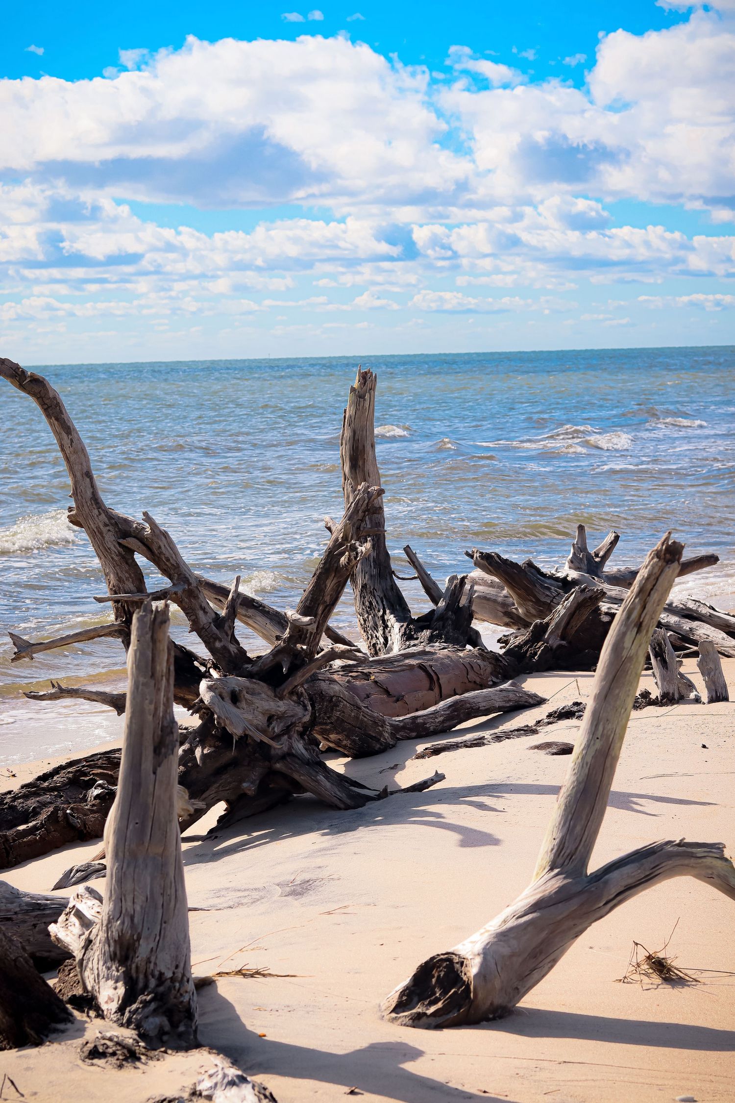 Weathered driftwood scattered on sandy beach with ocean waves in background.
