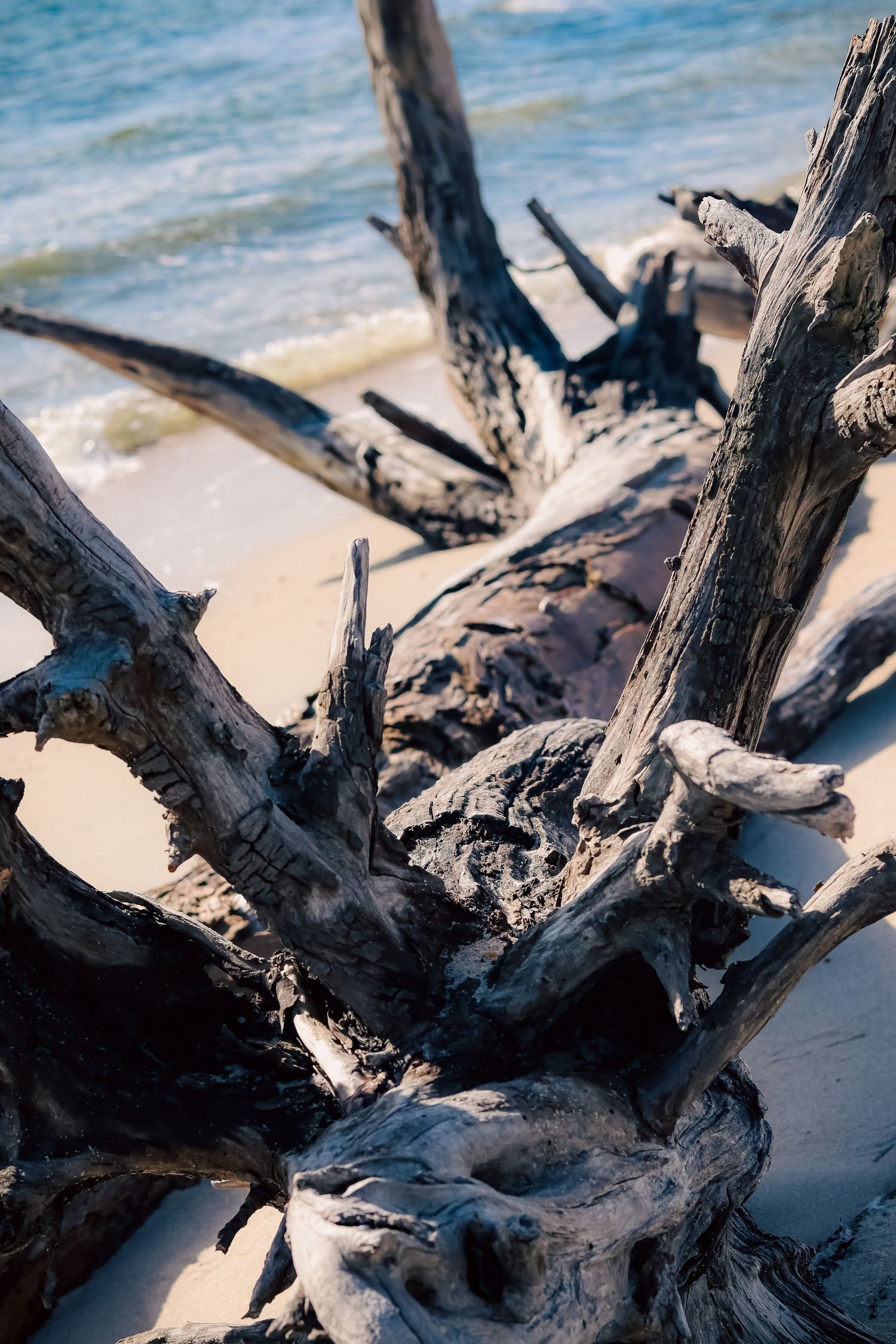 Close up of twisted driftwood roots and branches on beach sand.
