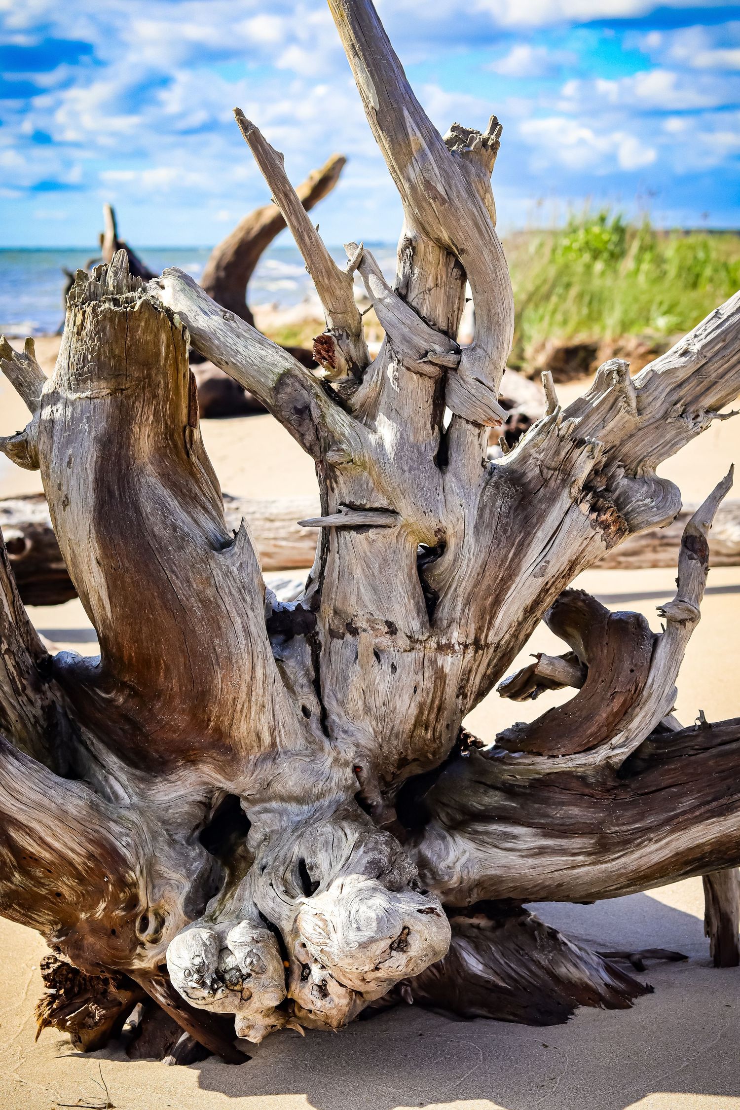 Large weathered tree root system washed up on sandy beach.