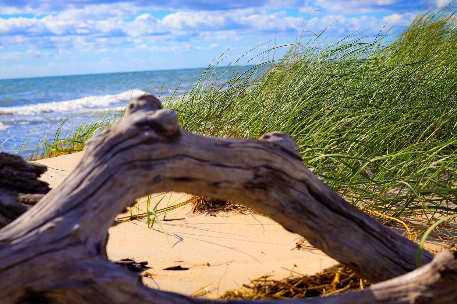 Beached driftwood log framing beach grass against ocean horizon.