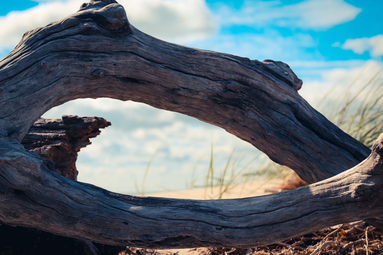 Natural arch formed by weathered driftwood against blue sky.
