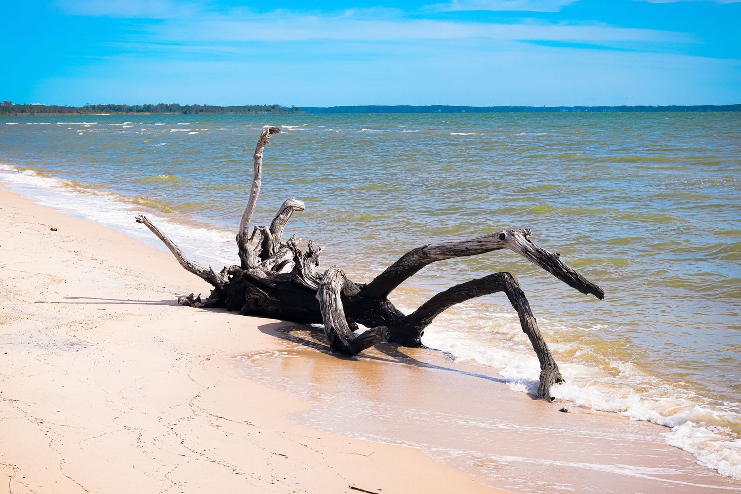 Weathered driftwood on a sandy beach shore with blue waters and clear skies in the background.