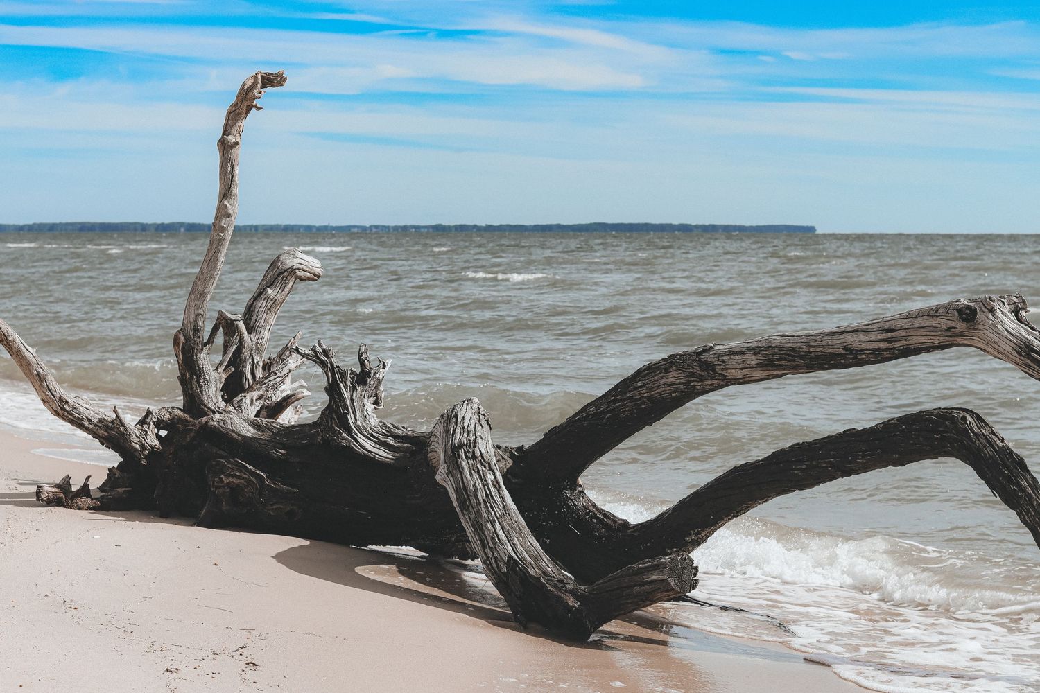 Large piece of driftwood washed up on shore against a bright blue ocean backdrop.