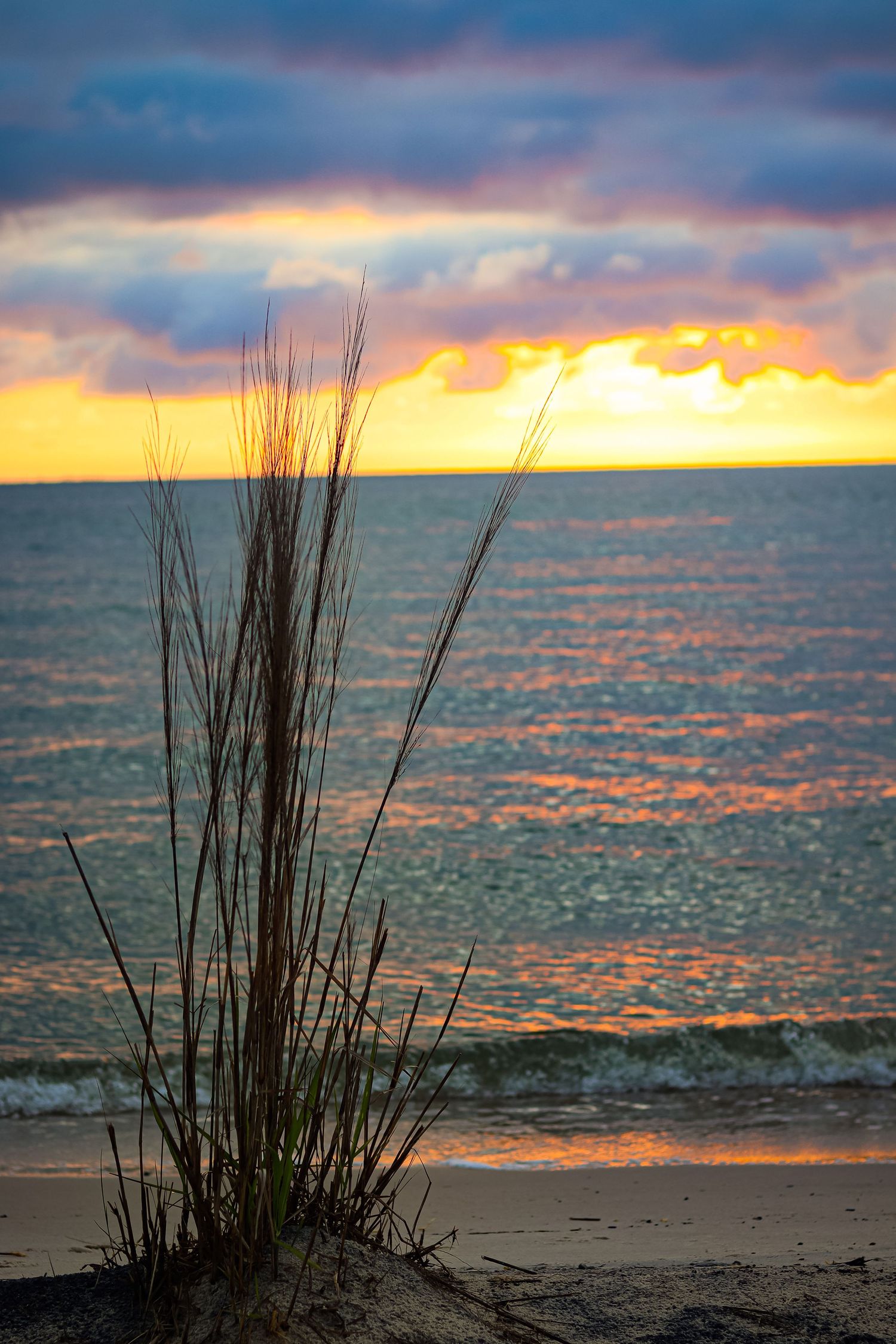 Sea oats silhouetted against a dramatic orange and purple sunset over the ocean.