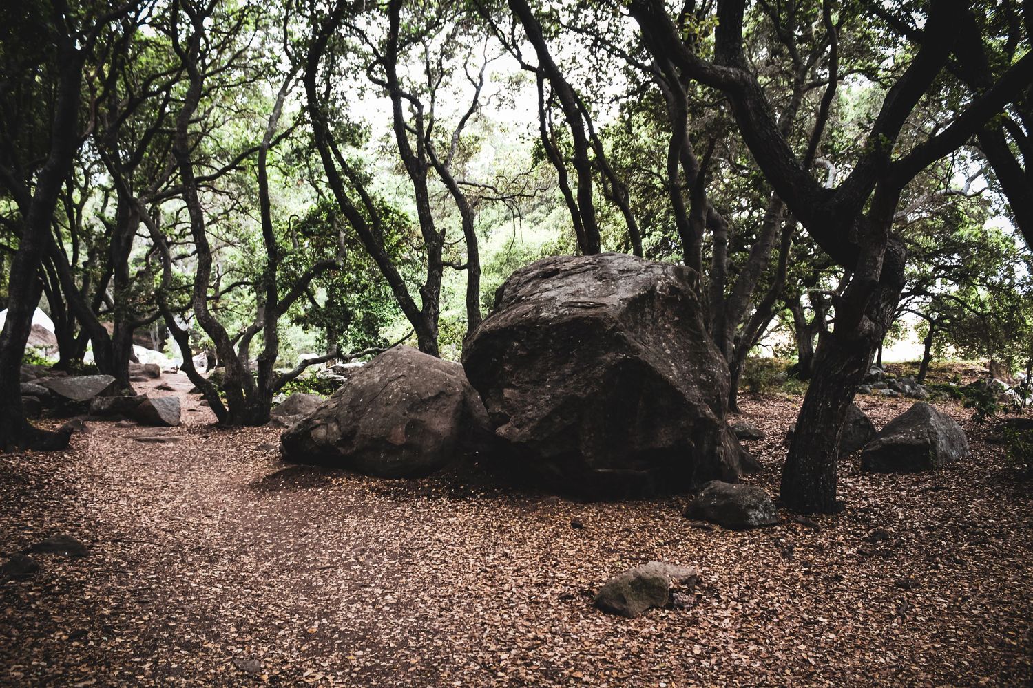 Large boulder surrounded by twisted oak trees in a shaded forest setting.