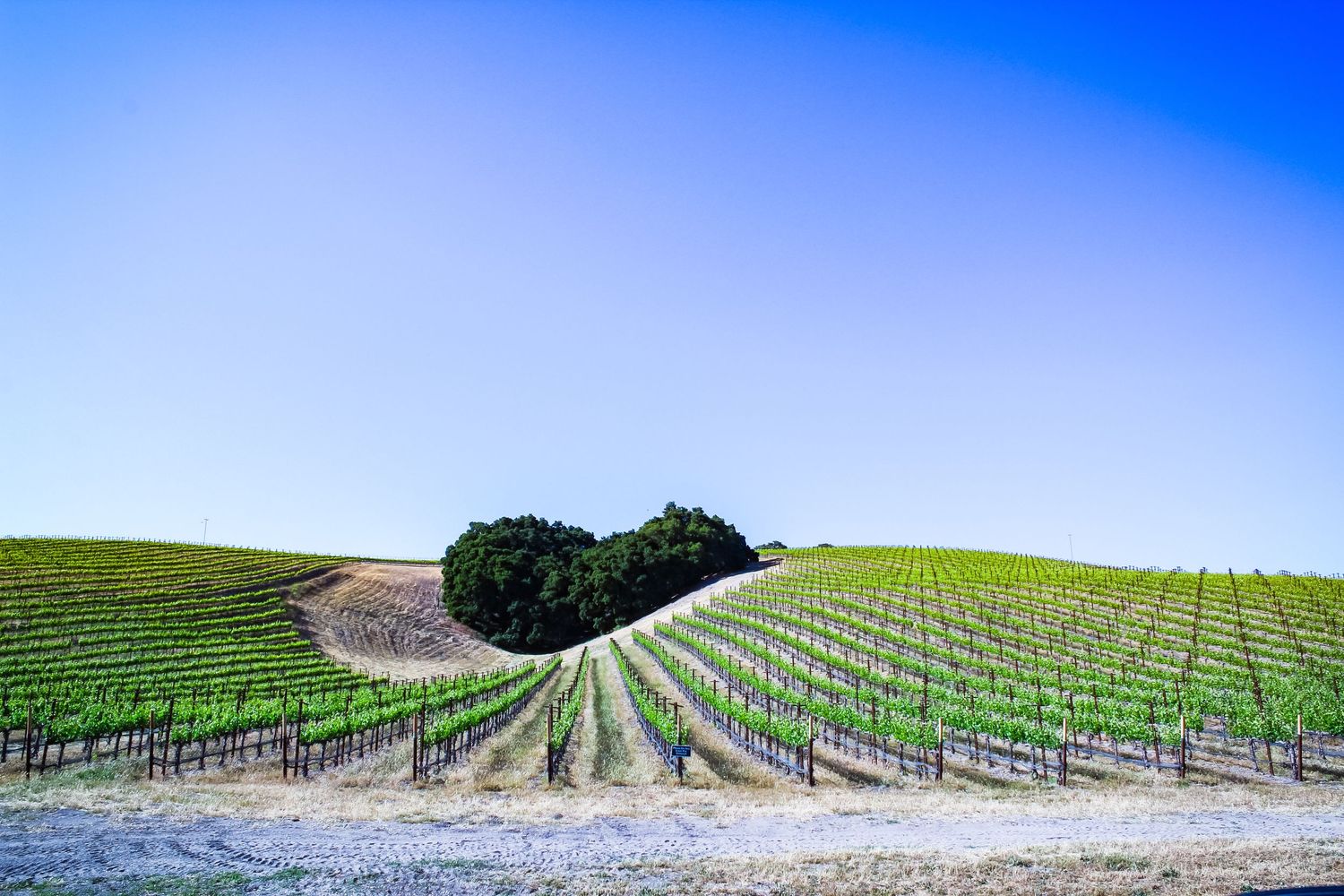 Rolling hills covered with neat rows of grapevines under bright blue sky in wine country.