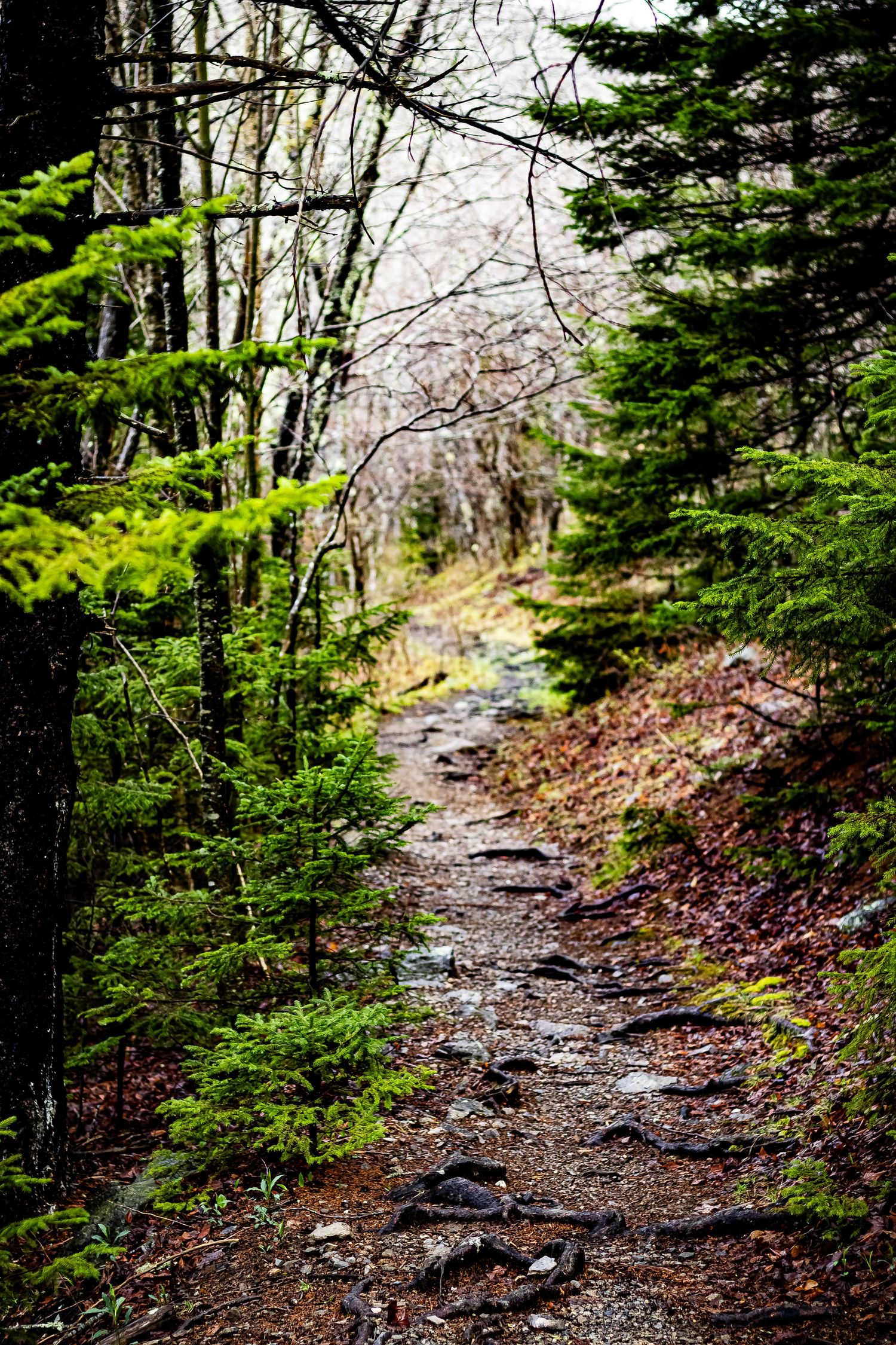 A winding forest trail covered in rocks and roots winds through evergreen trees and fallen autumn leaves.