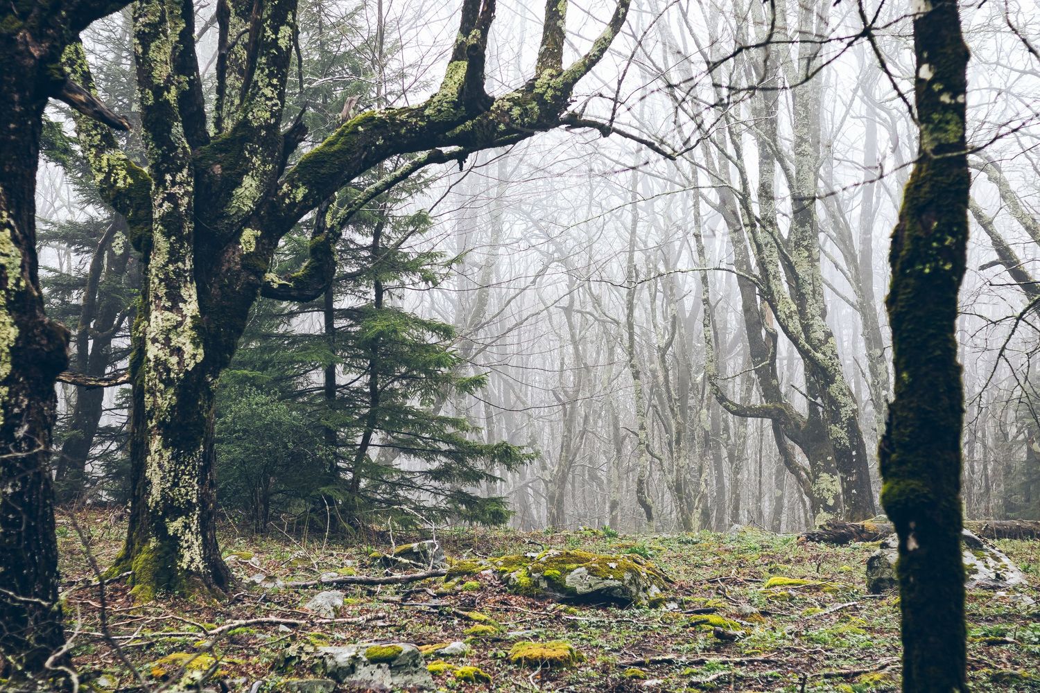Misty forest path through bare winter trees with moss-covered rocks and fallen leaves on the ground.