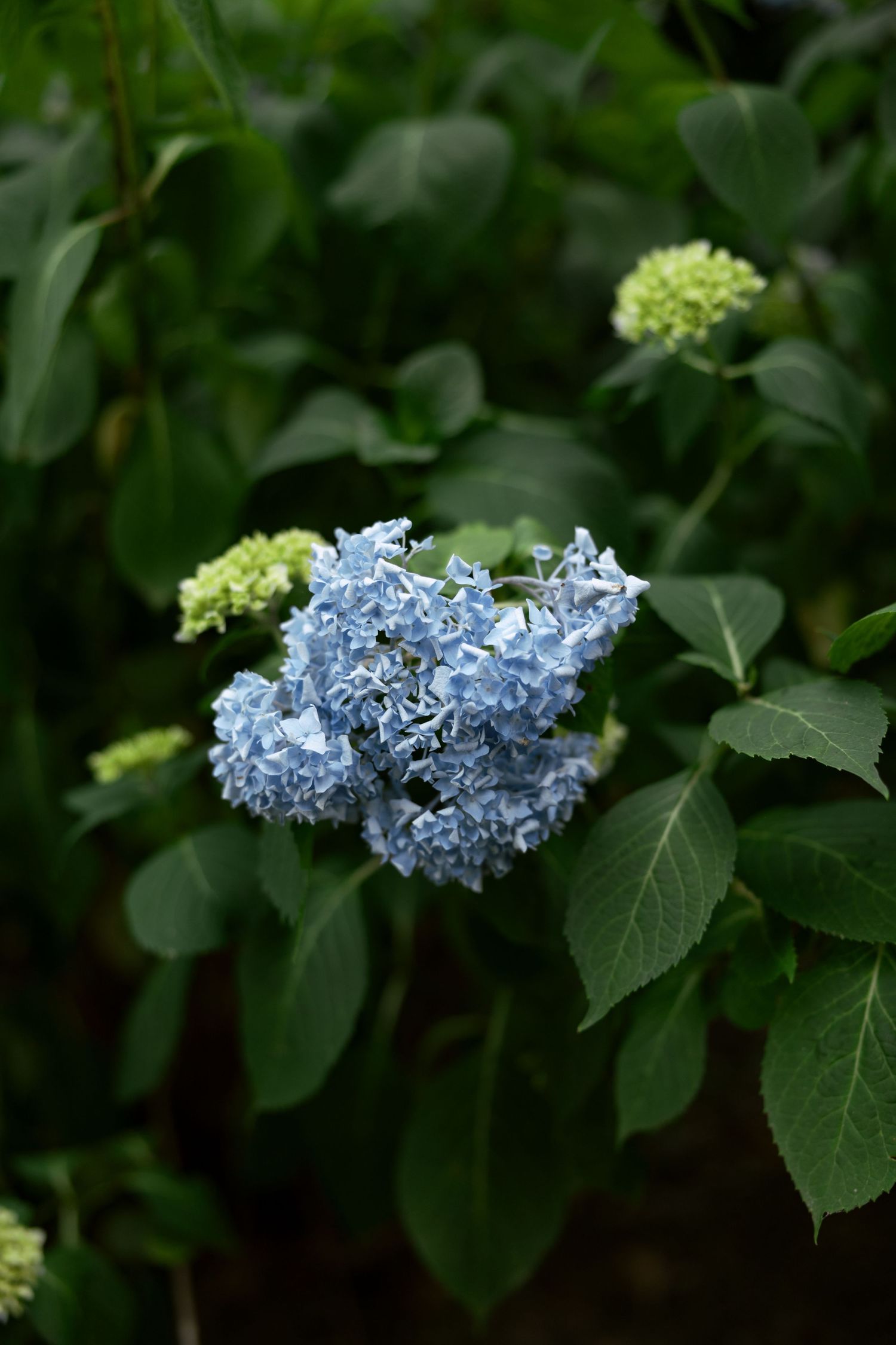 Blue hydrangea flowers bloom against dark green foliage in a garden setting.
