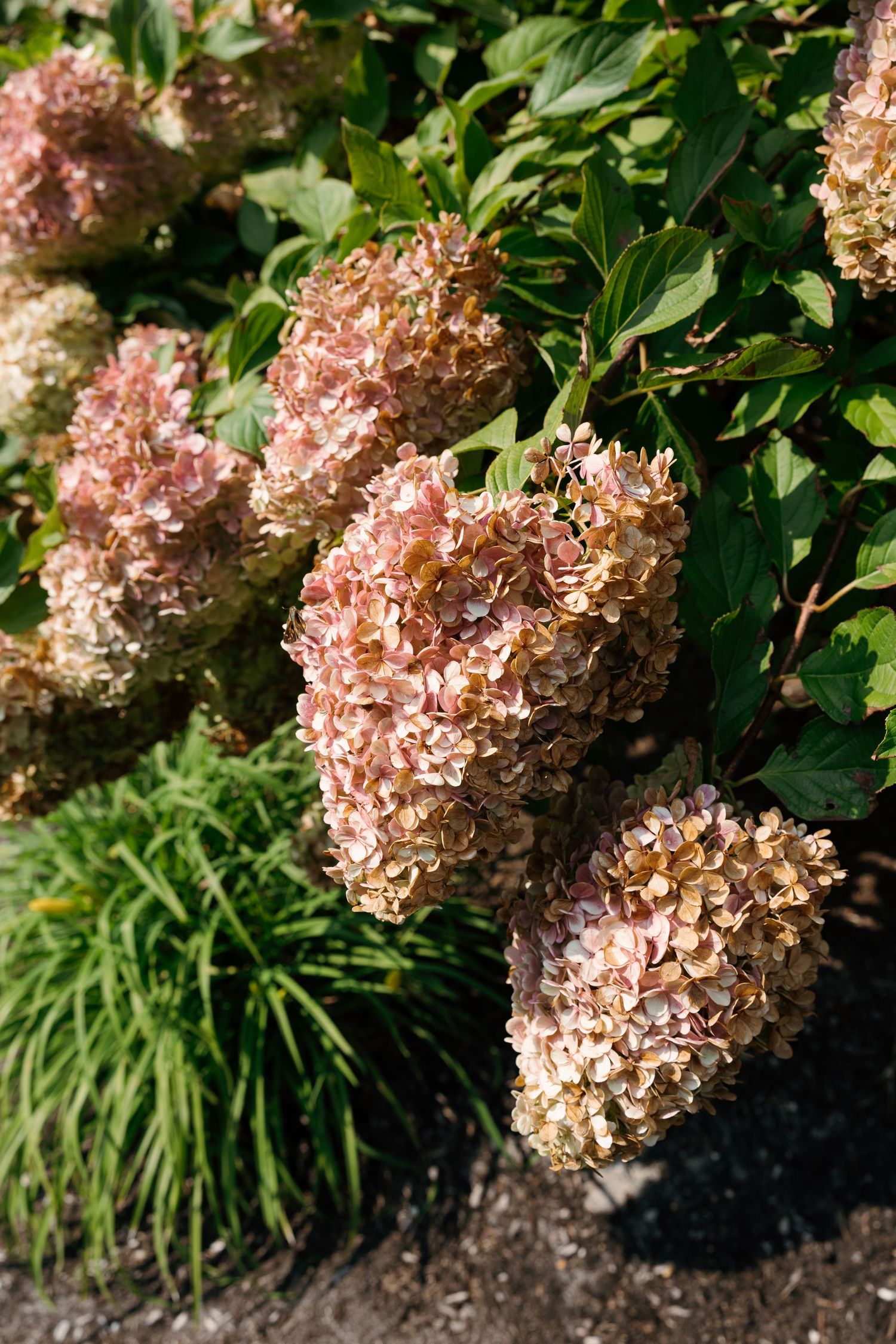 Pink hydrangea blooms with lush green foliage in natural sunlight.