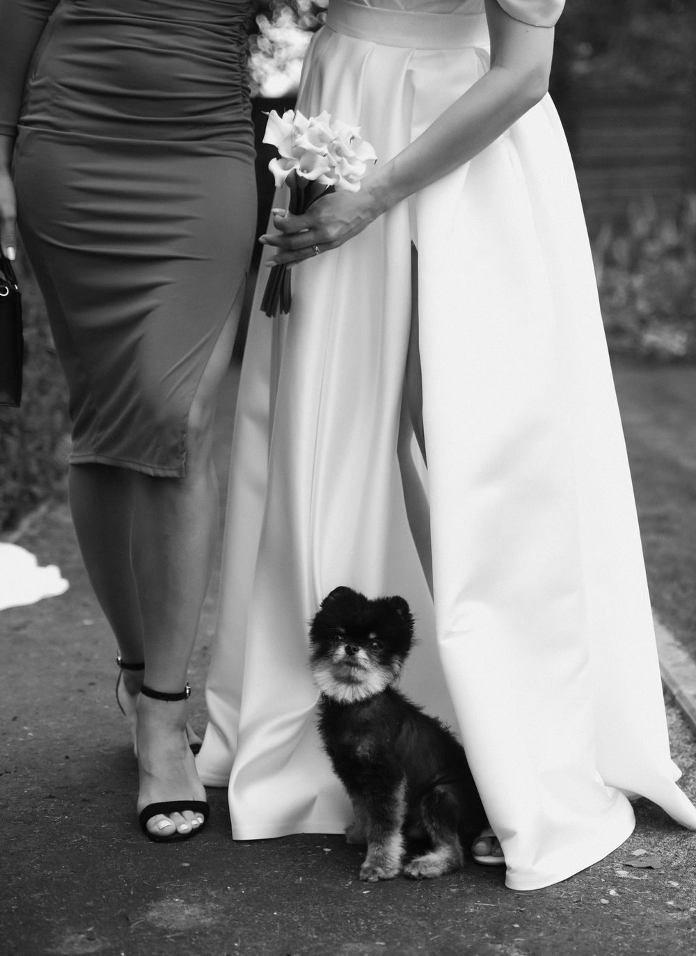A small black and white dog sits between two formal dresses at what appears to be a wedding ceremony.