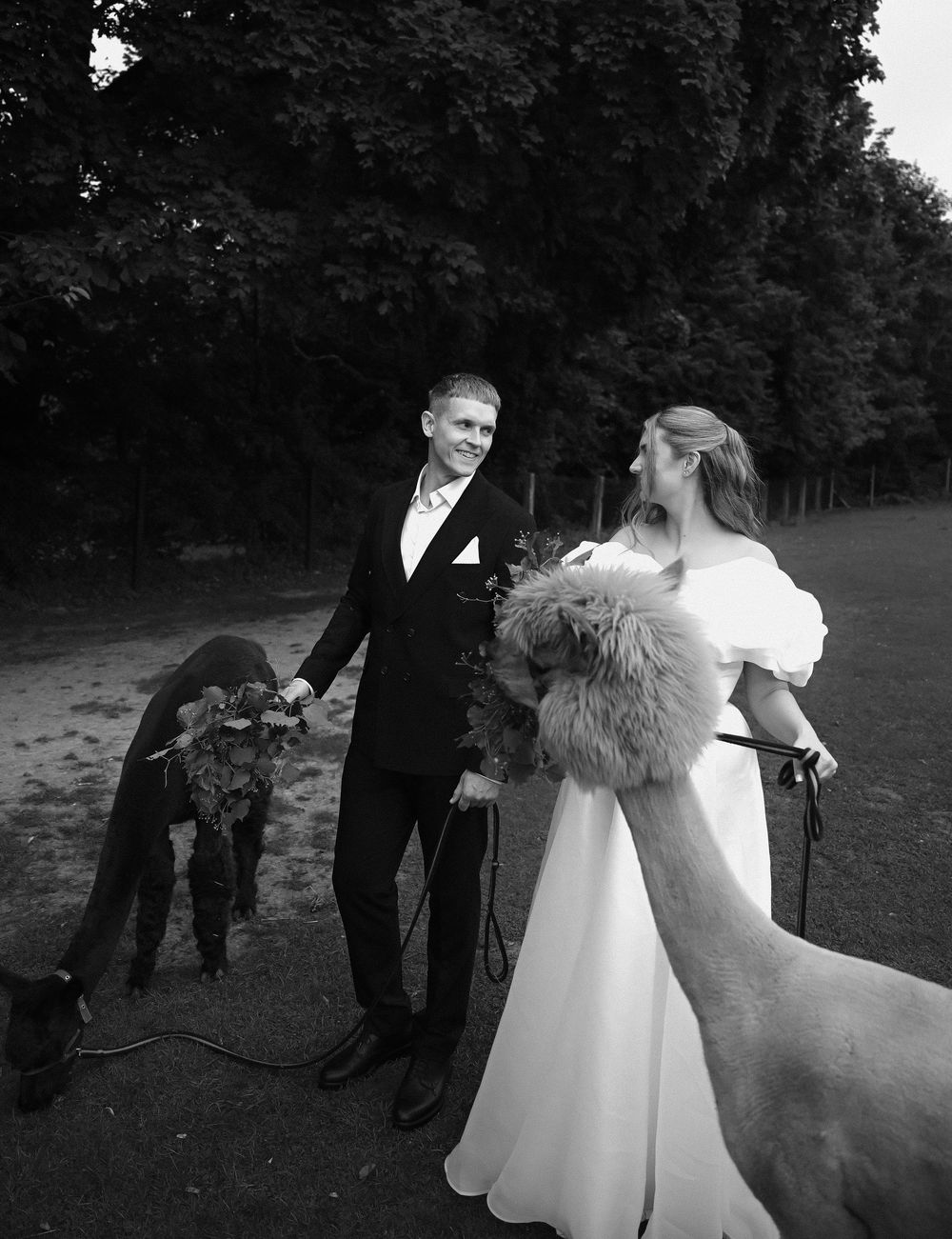 Black and white wedding photo of bride and groom walking alpacas in a park, bride holding bouquet.