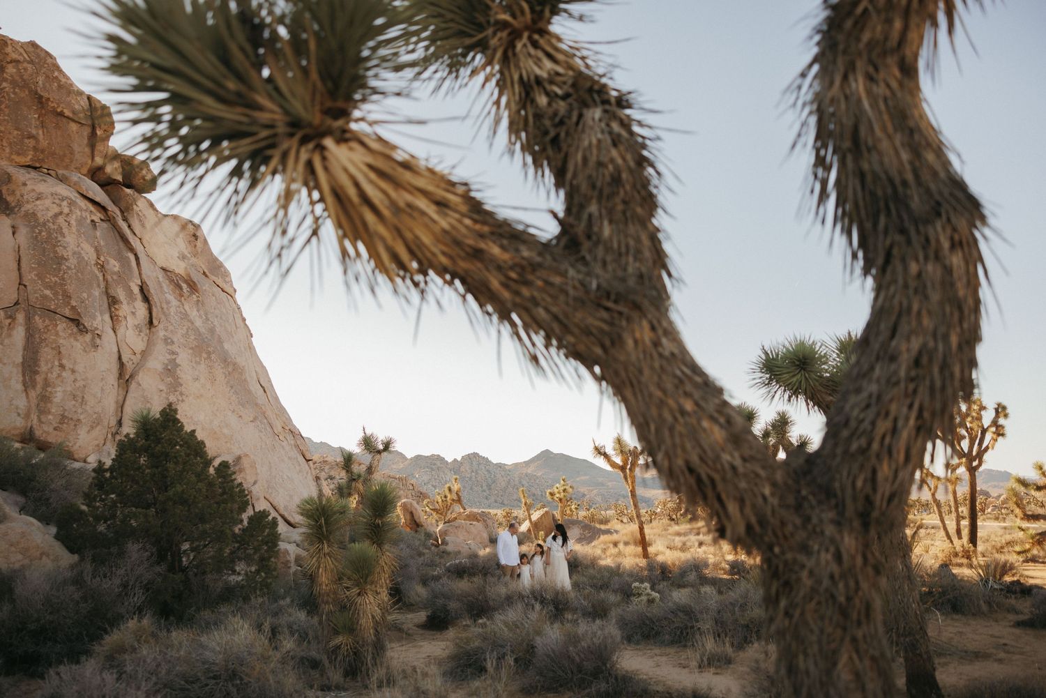 Couple elopes among Joshua trees and rocky desert landscape in Joshua Tree National Park at golden hour.