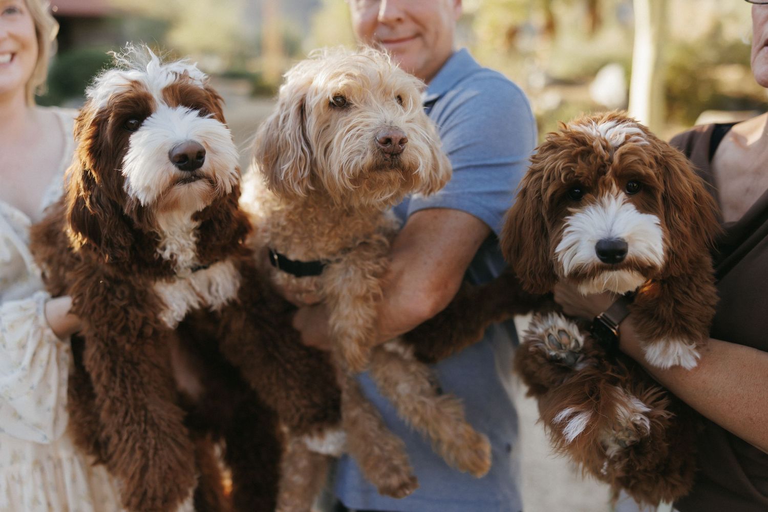 Three fluffy Bernedoodle dogs held by their owners outdoors in a warm, candid family pet portrait session.