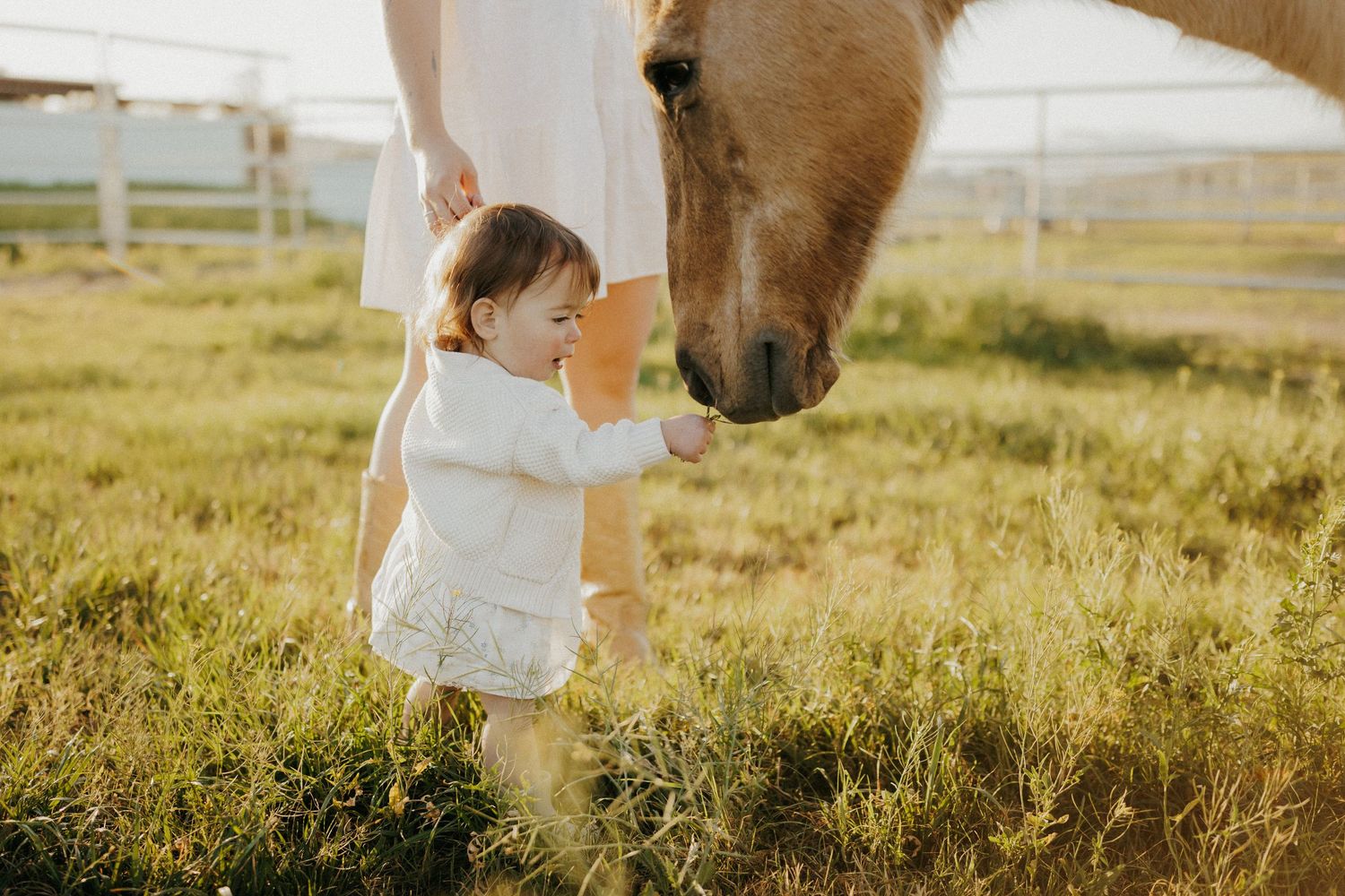 Baby in white outfit touching a golden horse's nose in a sunny green pasture.
