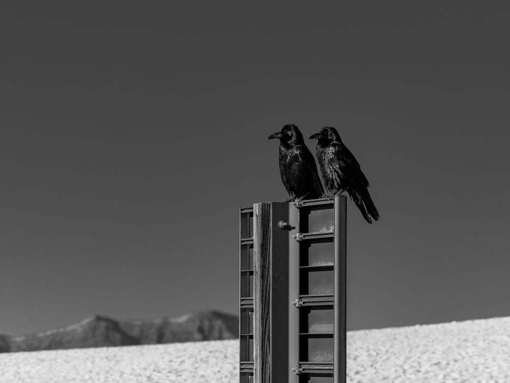Ravens in White sands NP new mexico