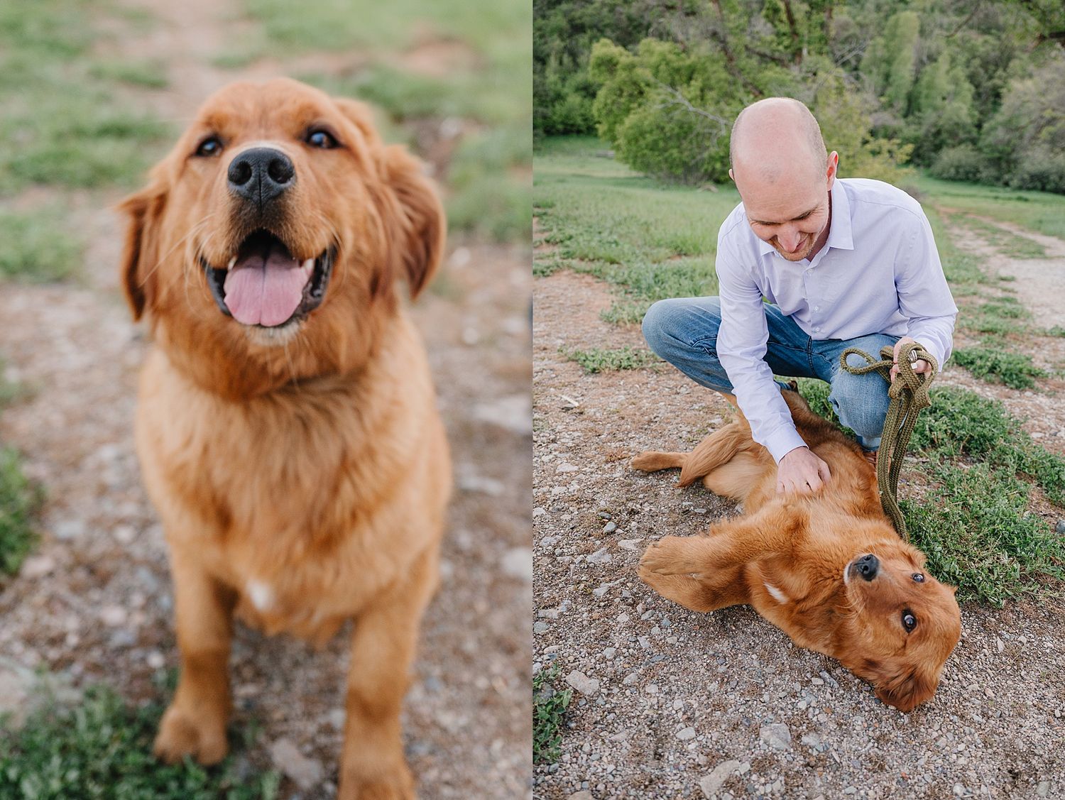 A happy golden retriever poses outdoors in a split image showing the dog standing and rolling on the ground.
