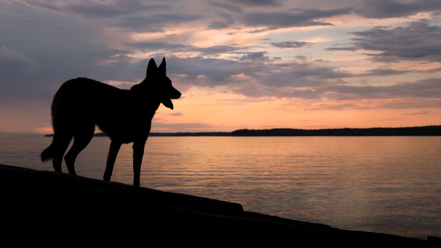 Silhouette of a German Shepherd standing on a rocky shore against a stunning sunset over calm waters.