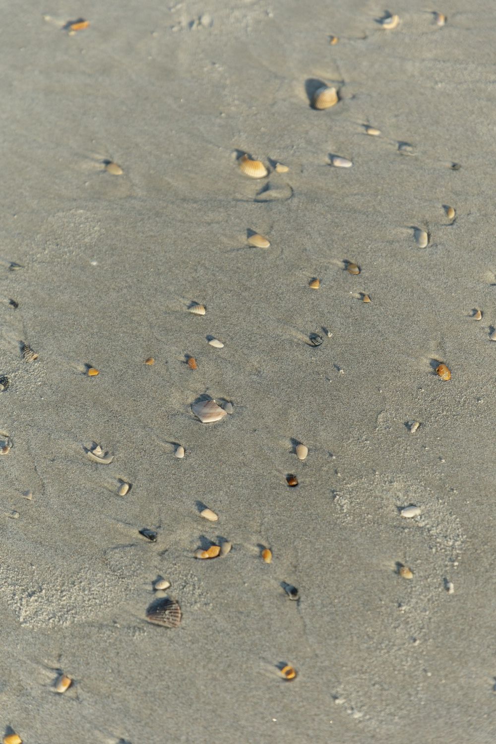 Close-up of wet sand covered with small scattered seashells on a beach shoreline.