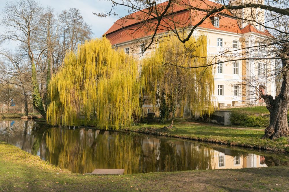 Außenansicht Schloss Vetschau mit gelber Weide und Spiegelung im Wasser