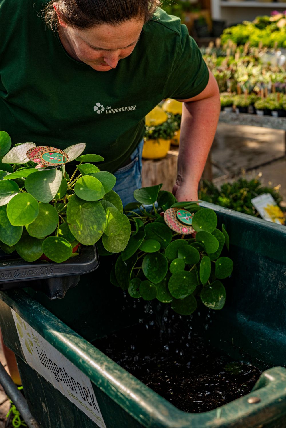 Wilgenbroek nursery employee in green uniform watering lush Pilea peperomioides plants in a garden cart.