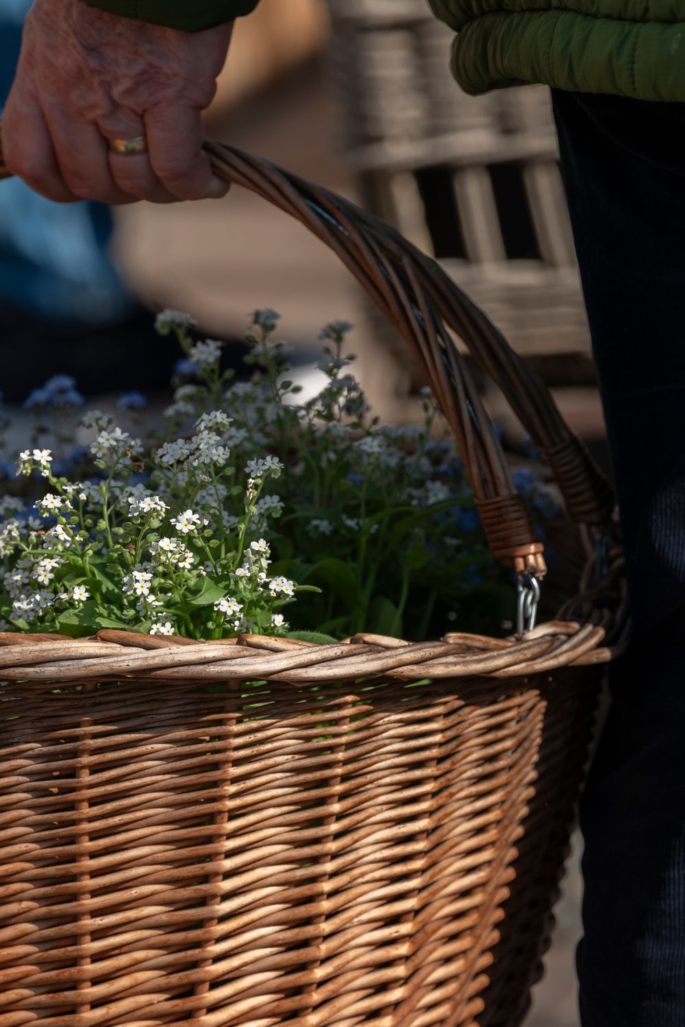 Elderly hands holding a wicker basket filled with delicate white forget-me-not flowers outdoors.