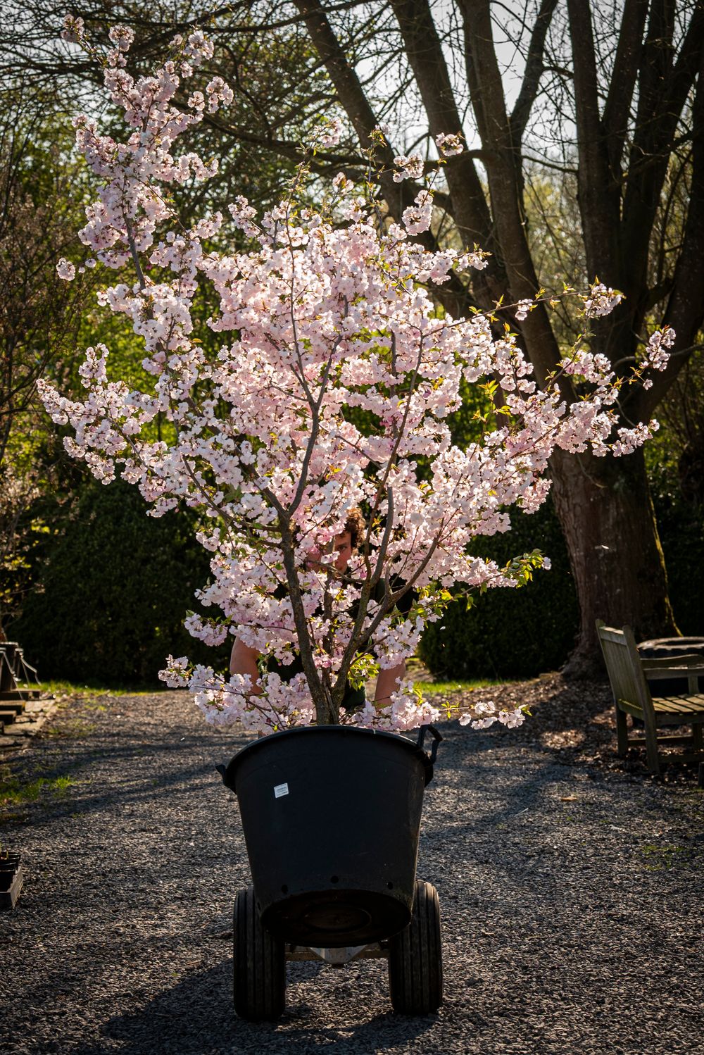 Beautiful pink cherry blossom tree in full bloom placed in a black pot on wheels in a garden nursery.