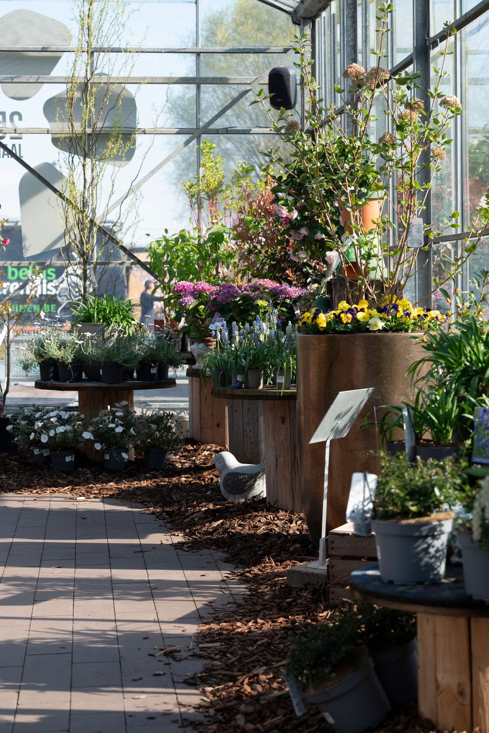 Colorful spring flowers and plants displayed on wooden raised beds inside a bright greenhouse.