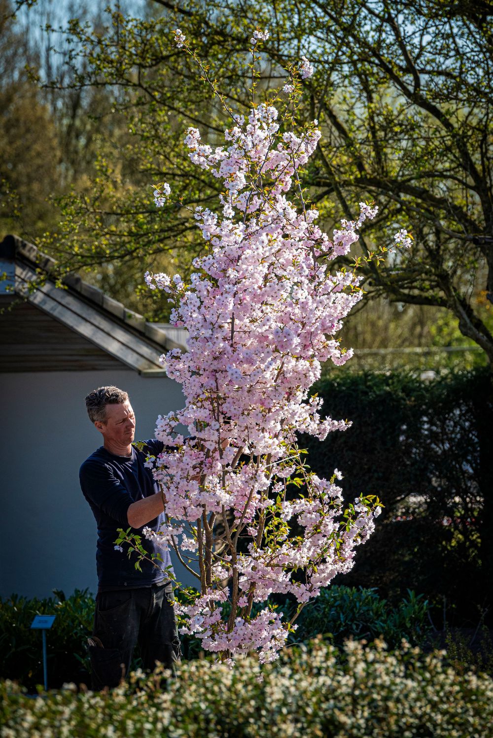 Man standing beside a tall pink cherry blossom tree in full spring bloom in a sunny garden nursery.