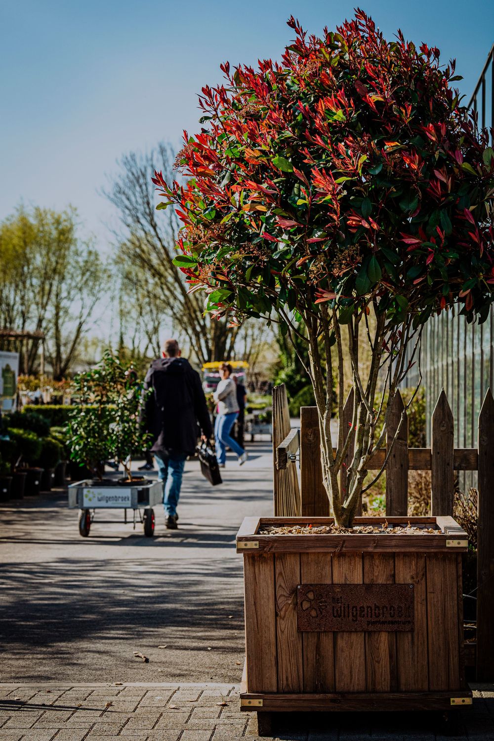 Red-leafed photinia tree in a Wilgenbroek branded wooden planter box at a garden center entrance.