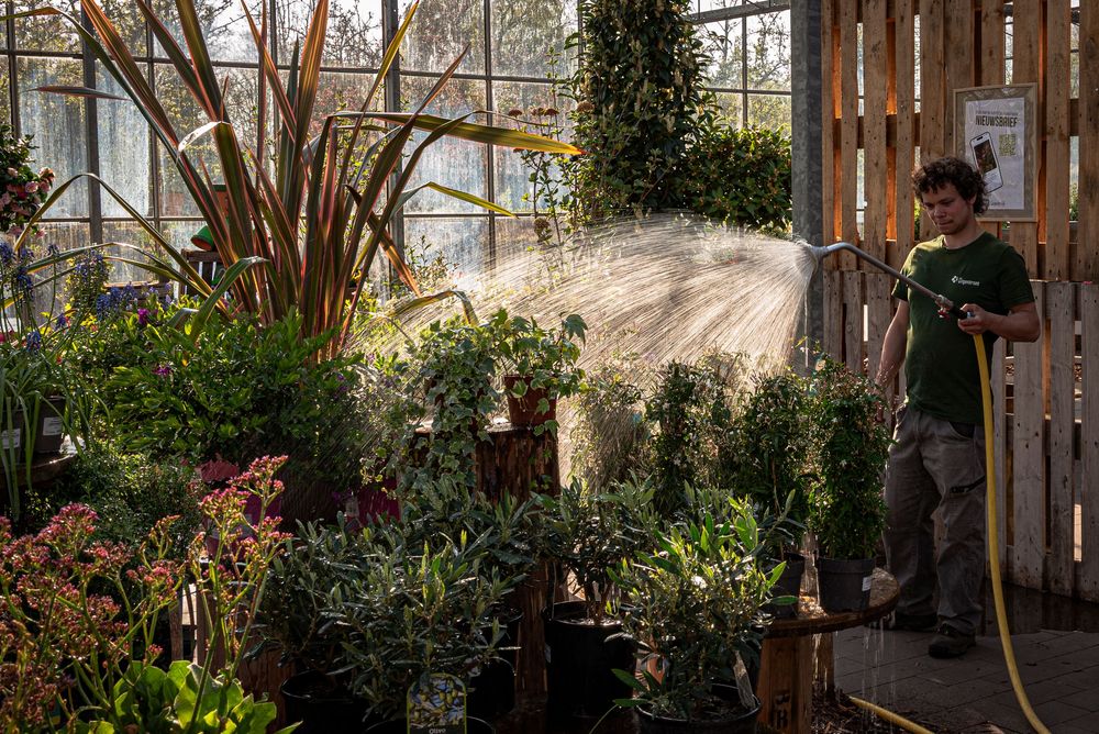 Worker watering lush green plants with a hose inside a bright garden center greenhouse.