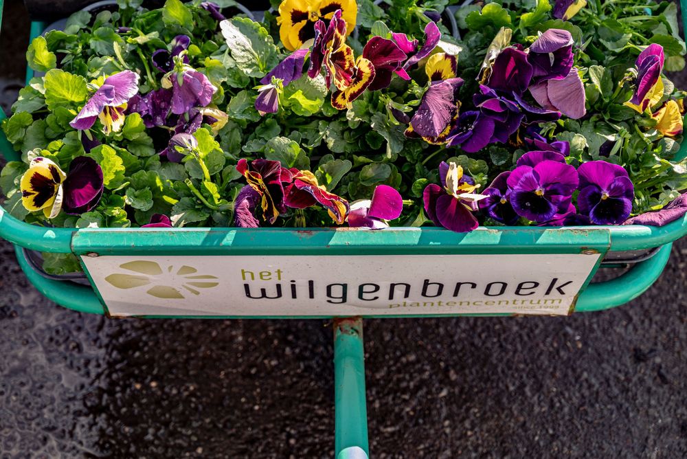 Colorful purple and yellow pansy flowers displayed in a het Wilgenbroek branded green planter.