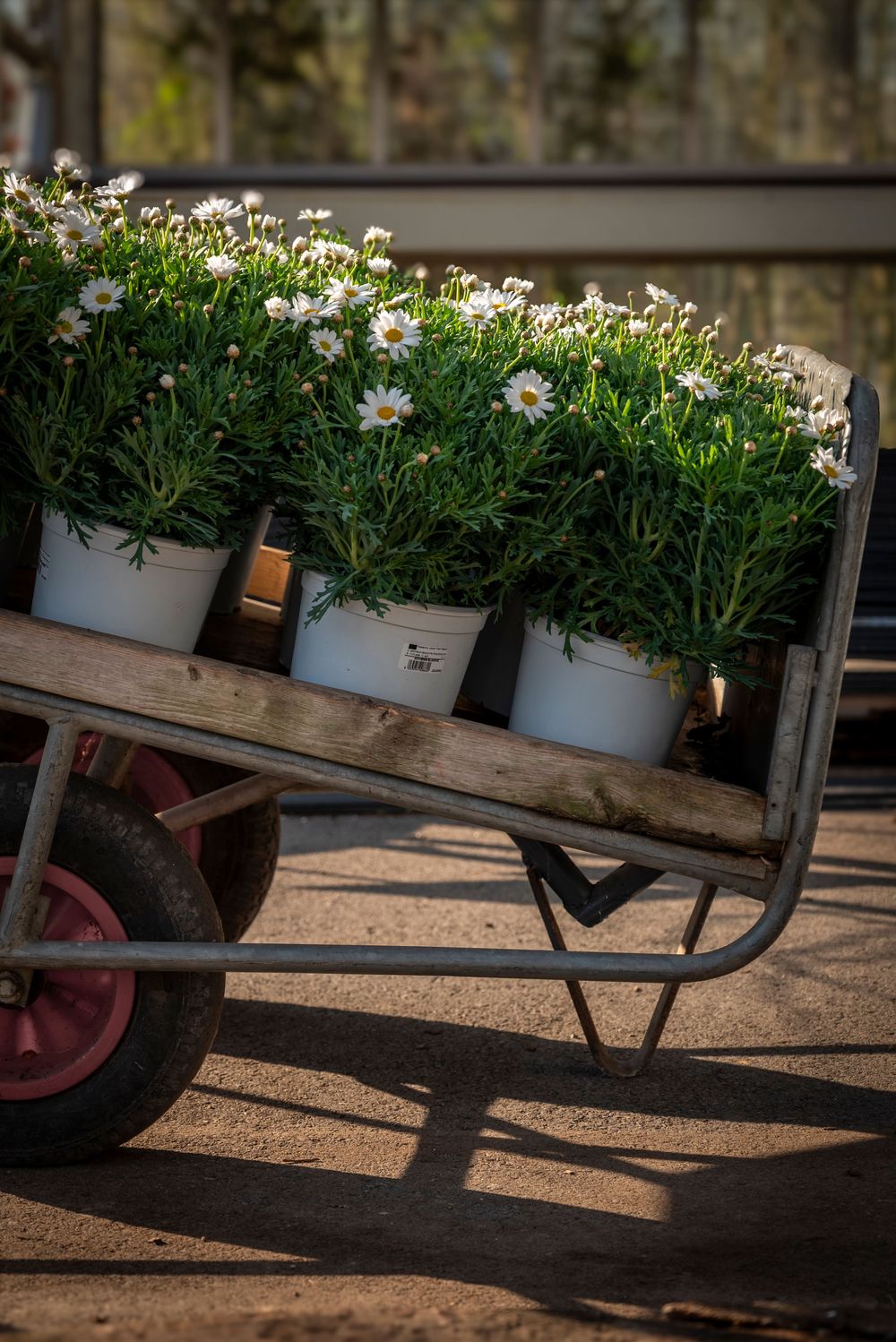 Wooden wheelbarrow cart filled with potted white daisy flowers in a garden nursery.