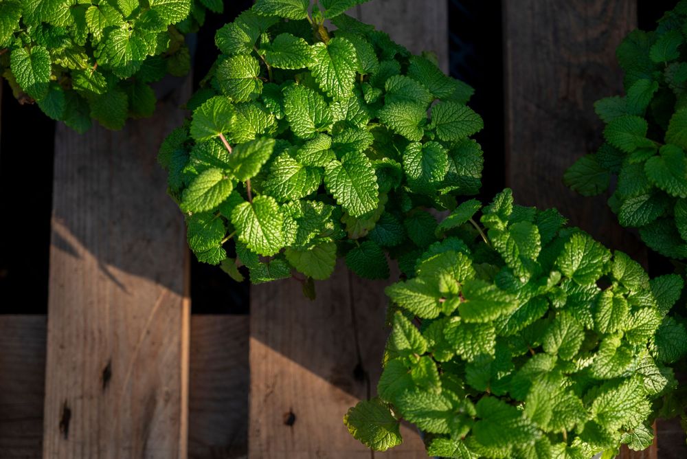Close-up of fresh green mint plants growing in pots on a wooden surface in sunlight.