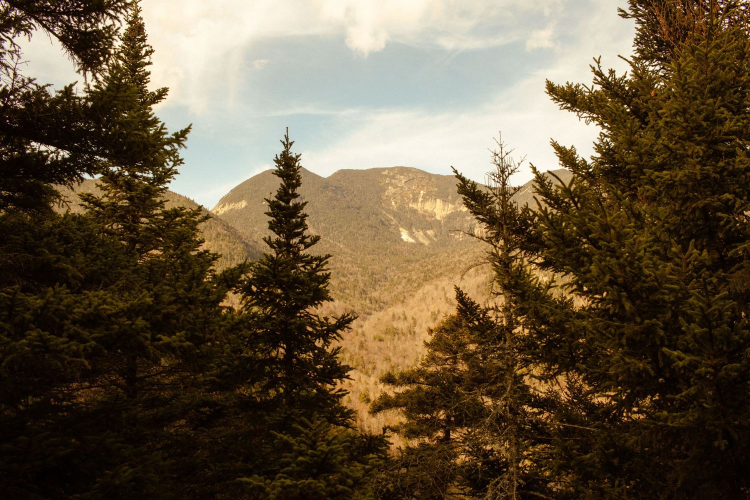 View of the Adirondack mountains through the pine trees near the summit of Indian Head.