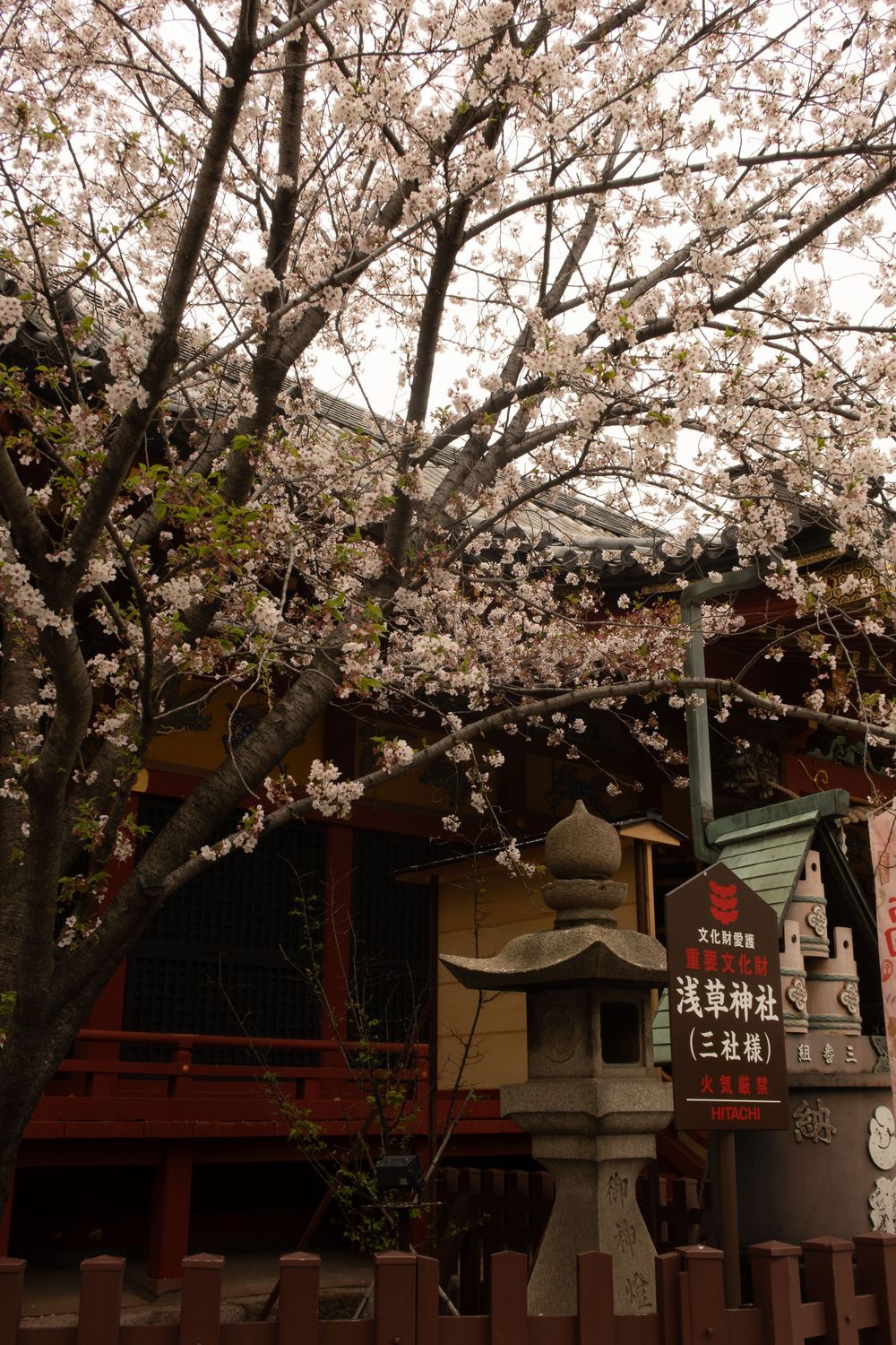 Cherry blossoms bloom over a traditional Japanese stone lantern and wooden temple structure with red accents.