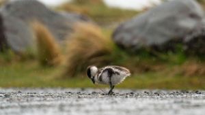 Close-up view of a small bird perched on rocky ground in a natural outdoor setting.