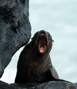 Northern fur seal with open mouth resting on coastal rocks near the ocean.