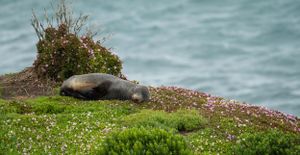 Seal lounging on coastal grass with ocean waves visible in the background.