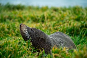 Grey seal resting in green grass along the coastline during daytime.